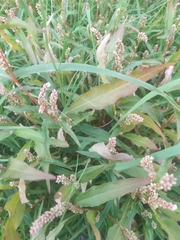 Persicaria lapathifolia