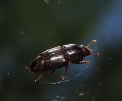 Carpophilus marginellus