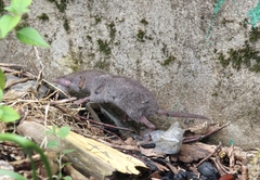 Crocidura attenuata