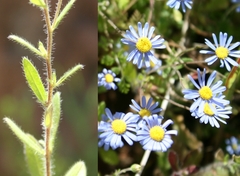 Felicia bergeriana