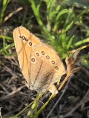 Coenonympha amaryllis