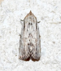 Catabenoides