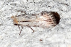 Catabenoides