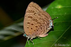 Arhopala athada