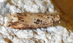 Epiblema chromata