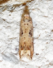 Epiblema chromata