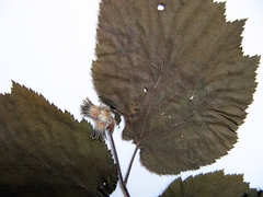 Corylus sieboldiana mandshurica
