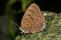 Arhopala athada
