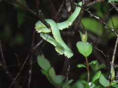 Craspedocephalus gramineus