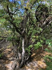 Libidibia monosperma