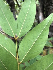 Libidibia monosperma