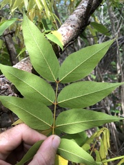 Libidibia monosperma