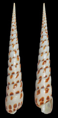 Terebra subulata