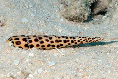 Terebra subulata