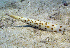 Terebra subulata
