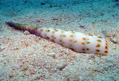 Terebra subulata