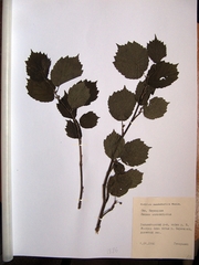 Corylus sieboldiana mandshurica