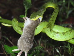 Craspedocephalus gramineus