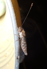 Ululodes macleayanus