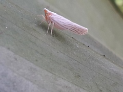 Neocenchrea heidemanni