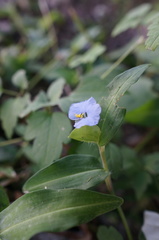 Commelina auriculata