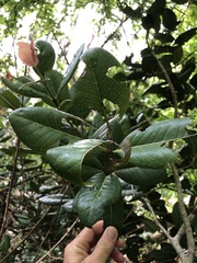 Eugenia sessiliflora