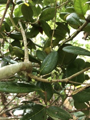 Eugenia sessiliflora