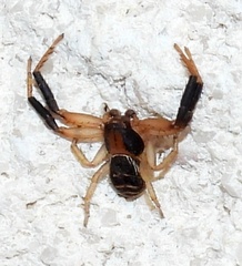 Xysticus texanus