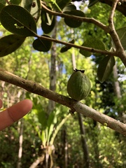 Eugenia sessiliflora