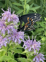 Papilio polyxenes