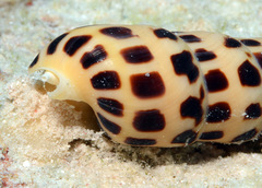 Terebra subulata