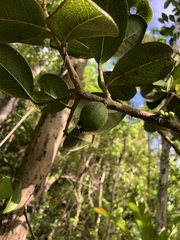 Eugenia sessiliflora