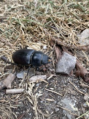 Lucanus cervus