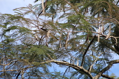 Anadenanthera colubrina