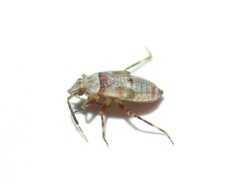 Alloeotomus germanicus