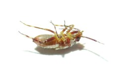 Alloeotomus germanicus