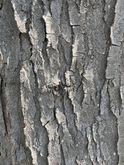Gleditsia triacanthos
