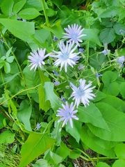 Cicerbita macrophylla