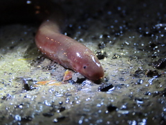 Gymnophiona