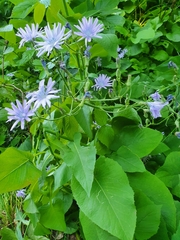 Cicerbita macrophylla