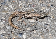 Podarcis muralis