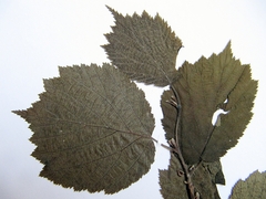 Corylus sieboldiana mandshurica
