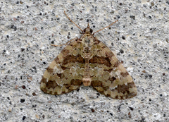 Hydriomena speciosata