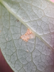 Naohidemyces vacciniorum
