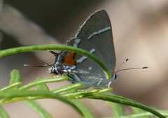 Strymon acis bartrami