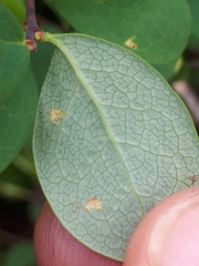 Naohidemyces vacciniorum