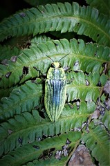 Chrysodema eximia berliozi