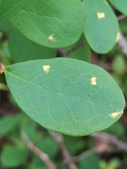 Naohidemyces vacciniorum