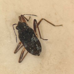 Microvelia americana