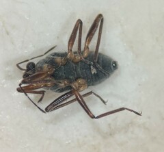 Microvelia americana